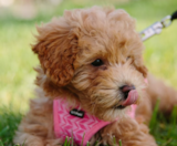 Cockapoo Puppies For Sale Florida Fur Babies